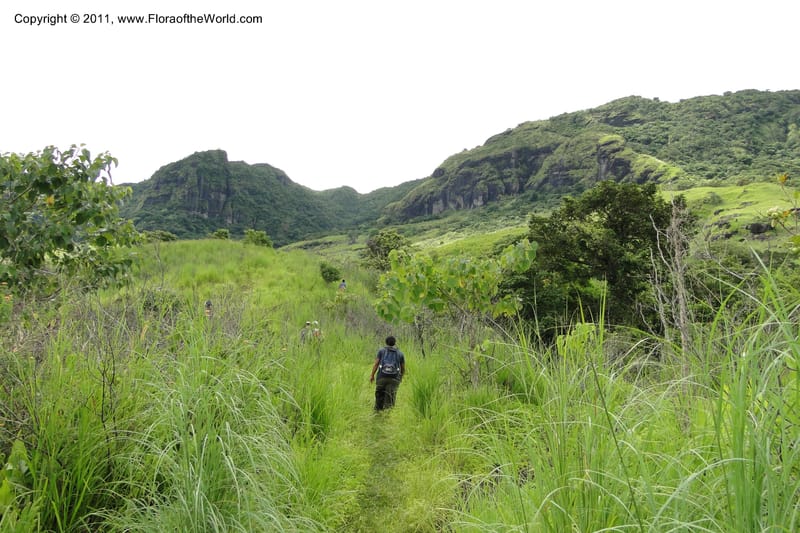 Fiji. Abaca Village. 11 Feb 2011. 008.jpg