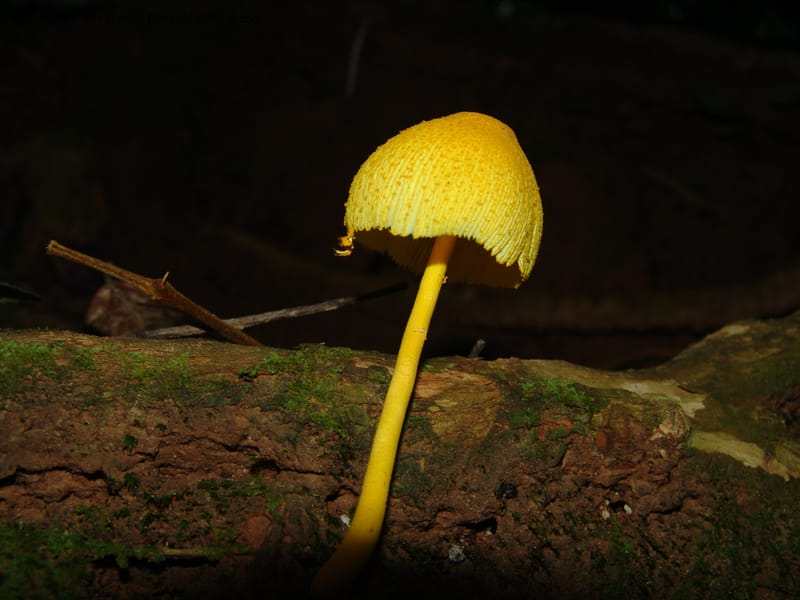 Toadstool--Bolivia. Pq. Nac. Madidi. San Jose de Uchup. 27 Nov 04. 016.jpg