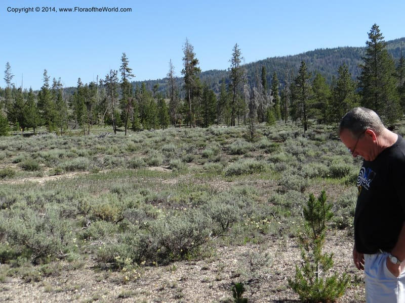 ID. Custer Co. 1.6 mi from Hwy 75 on Redfish Lake Rd. 13 Jul 2013. DSC06785 (94).JPG