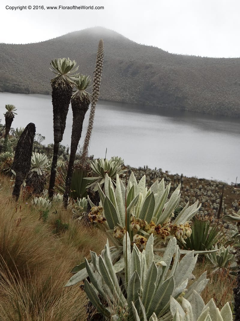 Ecuador. Carchi. Paramo El Angel. 5 Oct 22012. DSC06999 (132).JPG