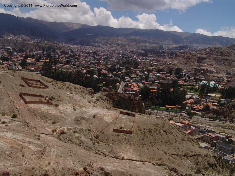 Bolivia. La Paz. Send. Aguila. 4 Dec 04. 001.jpg