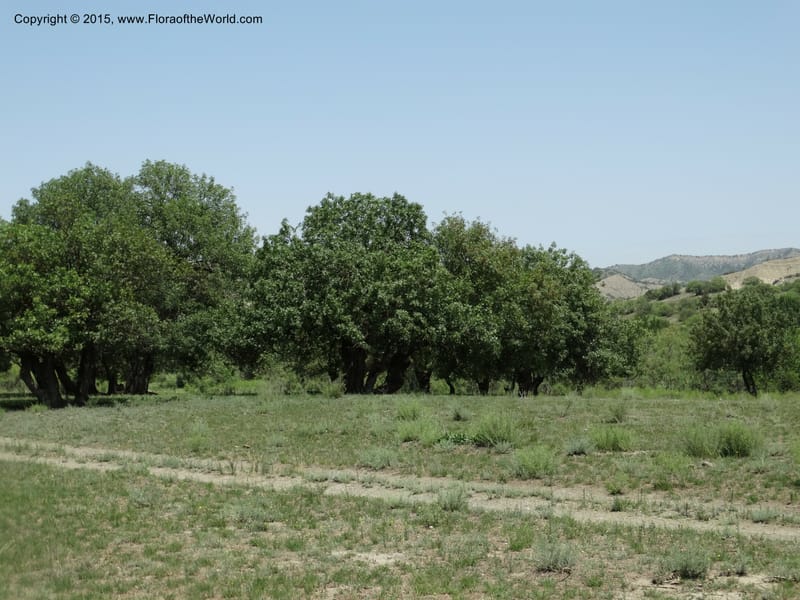 Georgia (Caucasus. Kakheti Region. (Kiziki). Toward Vashlovani. 6 Jun 2014. DSC07328 (86).JPG