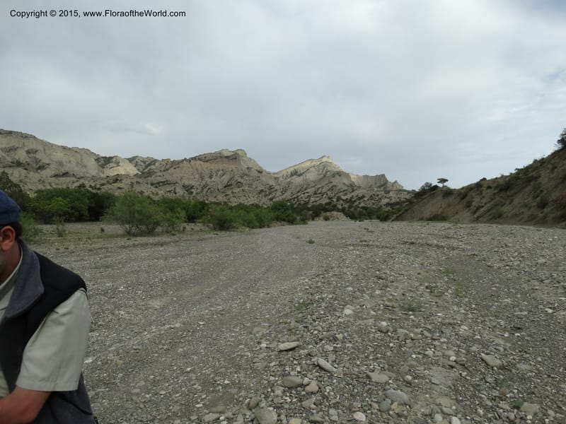 Georgia (Caucasus. Kakheti Region. (Kiziki). Toward Vashlovani. 6 Jun 2014. DSC07328 (291).JPG