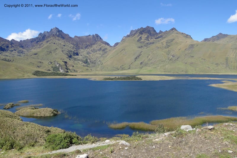 Laguna Atillo--Ecuador. P. N. Sangay. 6 June 2011. 008 (1).jpg