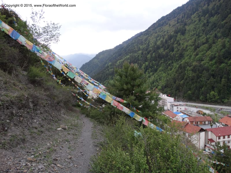 China. Sichuan. Trail above MiYaLuo. 9 May 2014. DSC04904 (21).JPG