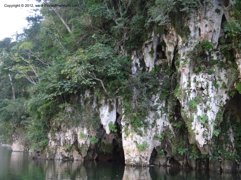 Mexico. Chiapas. El Ocote. 22 Feb 2012.  (18).JPG