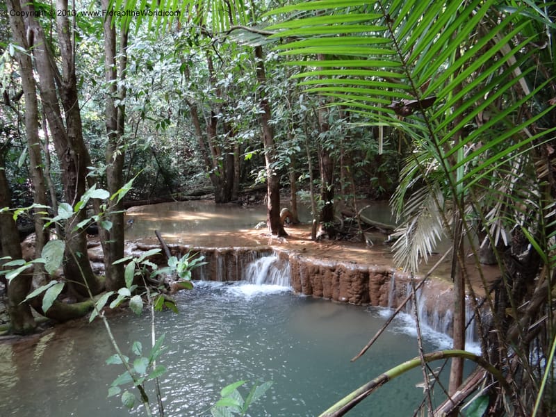 Thailand. Trang Prov. Khao Pra Bang Kram Wildl. Sanctuary. 16 Nov 2012. DSC0 (38).JPG