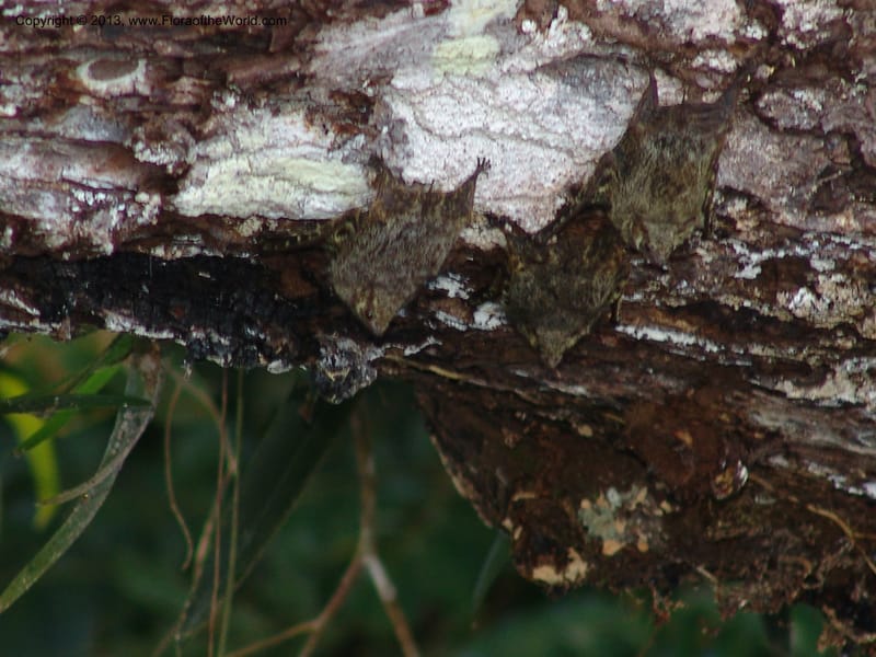 Bats--Bolivia.  Pq. Nal. Madidi. Margin of Laguna Chalalan. 23 Sep 06. 185.jpg