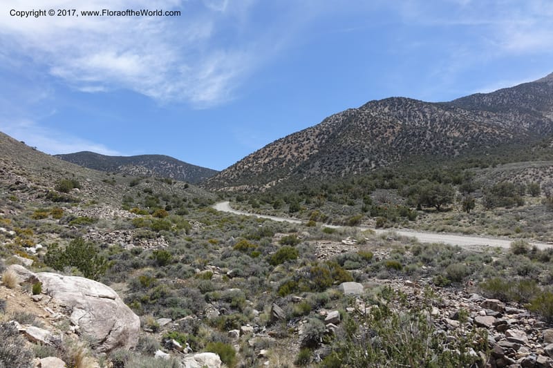 California. Inyo Co. Mahogany Flat Rd. Stop 1. 19 Apr 2016. DSC01513 (102).JPG