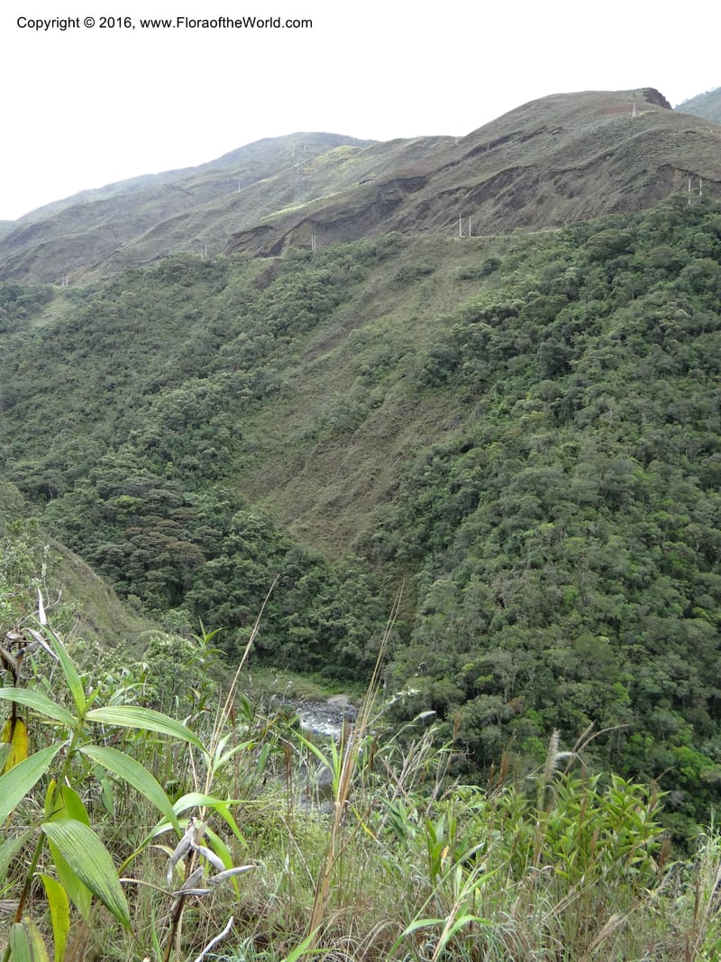 Ecuador. Zamora-Chinchipe. San Francisco Habitat (1).JPG