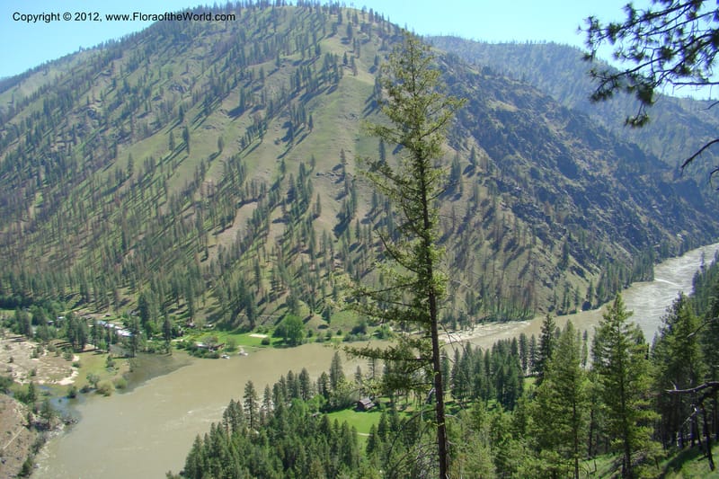 Idaho. Idaho Co. Salmon River. Polly Bemis Ranch. 27 May 2009. 192.jpg