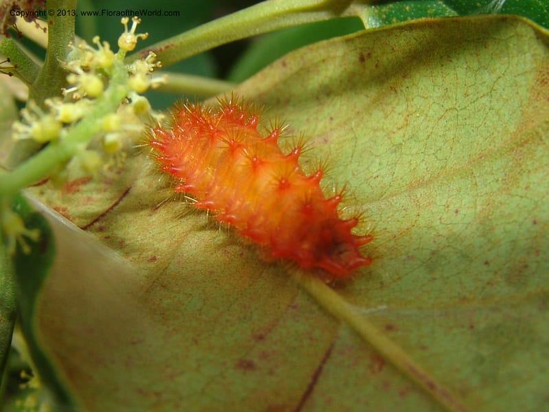Caterpillar on Alchornea--Bolivia. Pq. Nac. Madidi. Laguna Chalalan. 26 Nov 04. 552.jpg