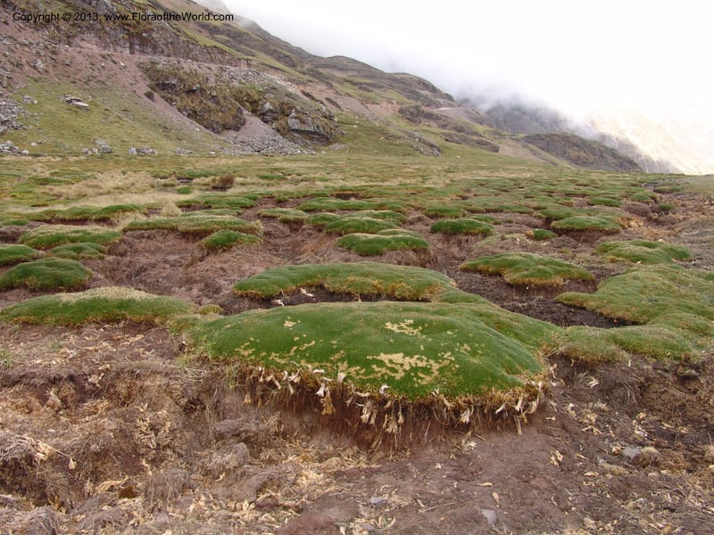 Peru. Cusco. Calca. Abra de Chayna Puerto. 3 Nov 07. 007.jpg