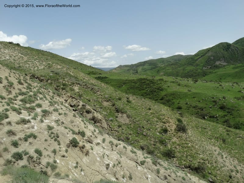 Georgia (Caucasus). Rustavi Village. 5 Jun 2014. DSC07073 (218).JPG