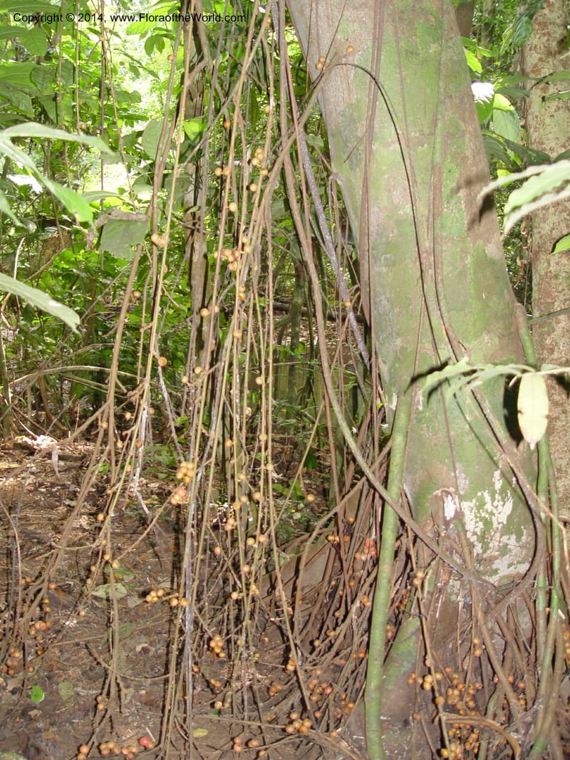 Cameroon. Bimbia Mangrove Nat. Trail. 8 Dec 03. 075.jpg