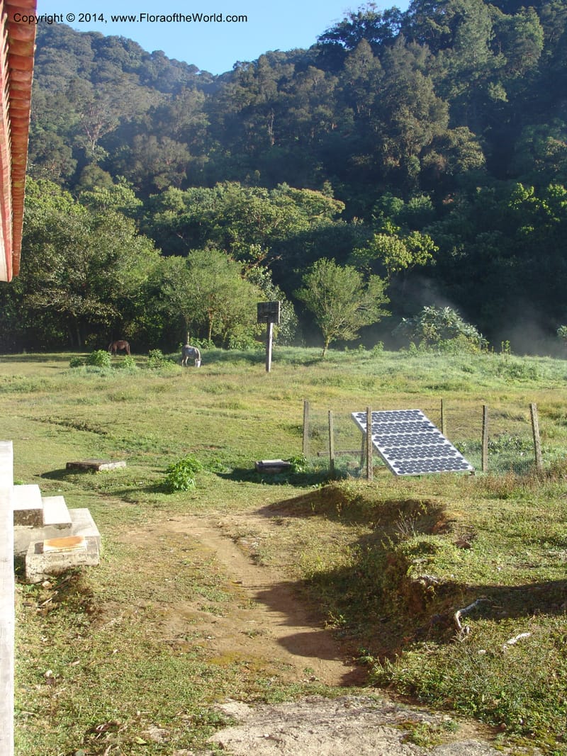 MX. Chiapas. Res. Biosf. El Triunfo. Sendero Cipresal. 9 Nov 04. 009.jpg