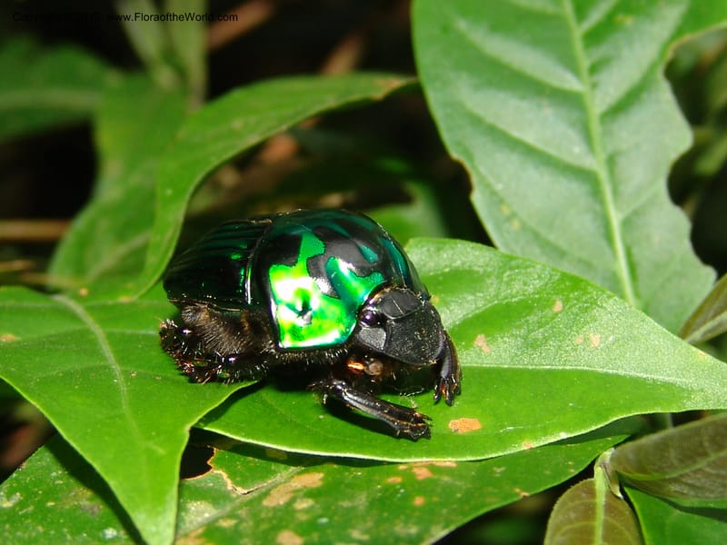 Beetle--Peru. Pillcopata. Qbda Pini Pini. 29 Oct 07. 726.jpg