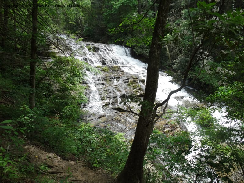 South Carolina. Oconee Co. Brasstown Cr. 19 May 2015. DSC06413 (181).JPG