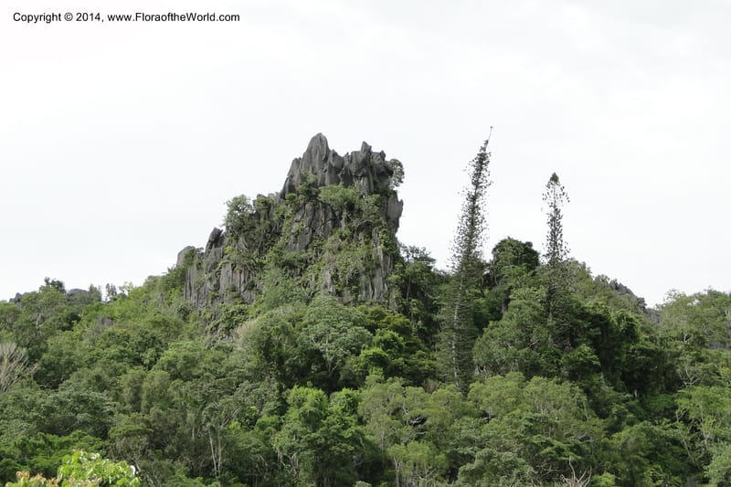 New Caledonia. Aoupinie. 17 Feb 2011. 097.jpg