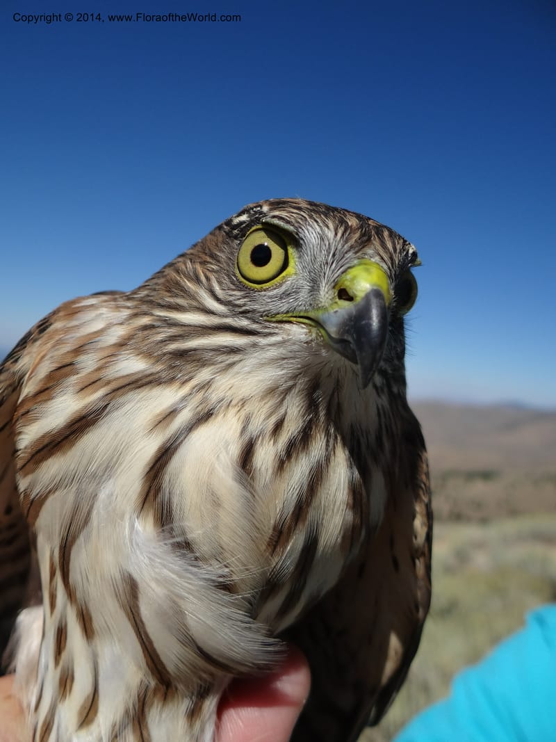 ID. Ada County. Idaho Bird Observ. Lucky Peak. 16 Sep 2013. (65).JPG
