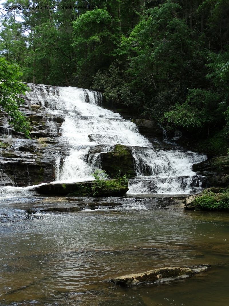 South Carolina. Oconee Co. Brasstown Cr. 19 May 2015. DSC06413 (185).JPG