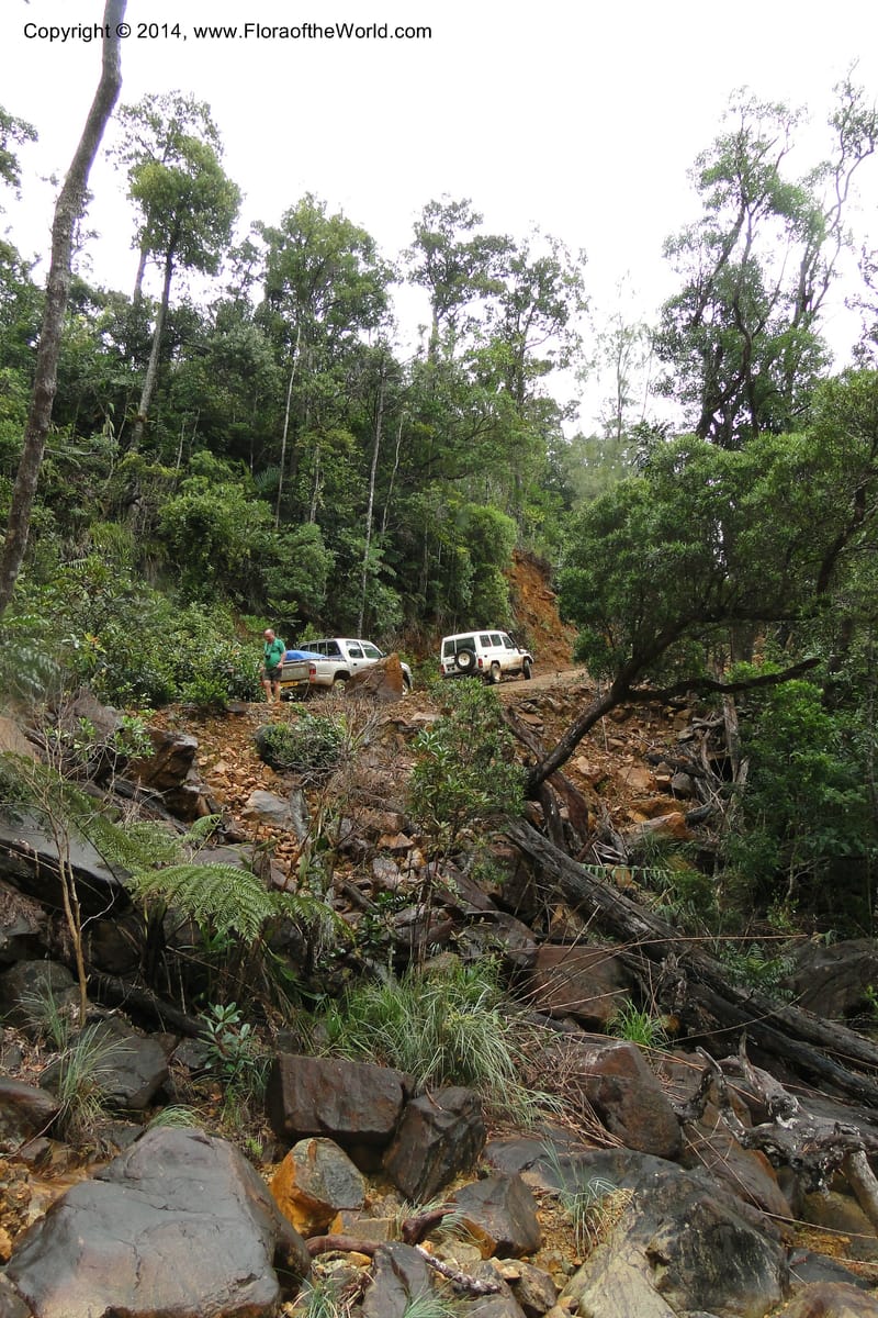 New Caledonia. Nodela Reserve. 19 Feb 2011. 091.jpg