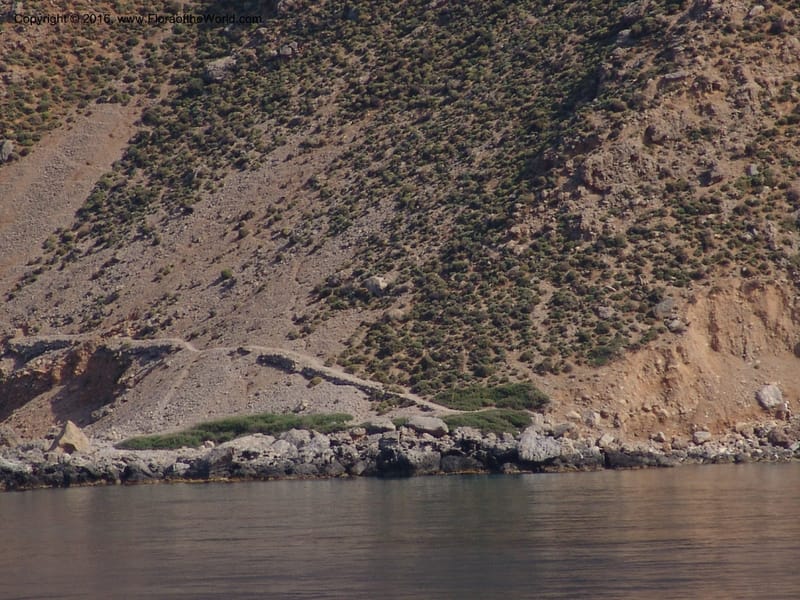 Crete. Coastal trail E of Loutro. 28 May 05. 103.jpg