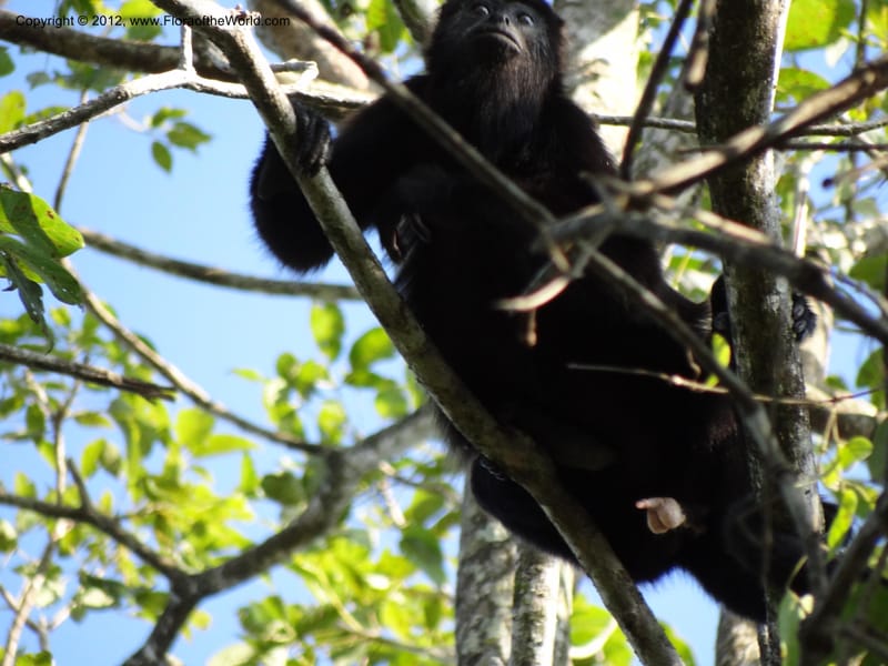 Howler monkey--Mexico. Chiapas. Bajlum Pakal. 16 Feb 2012. DSC02400 (73).JPG