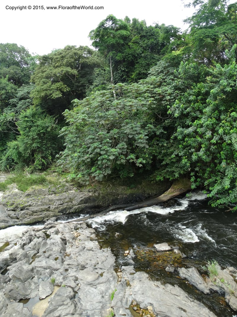 Cameroon. Korup Nat. Park. 22 Mar 2014. DSC03203 (13).JPG