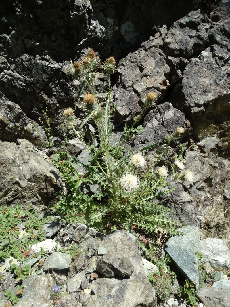 ID. Idaho Co. Seven Devils Mtns. 20 Jul 2015. DSC07745 (58).JPG