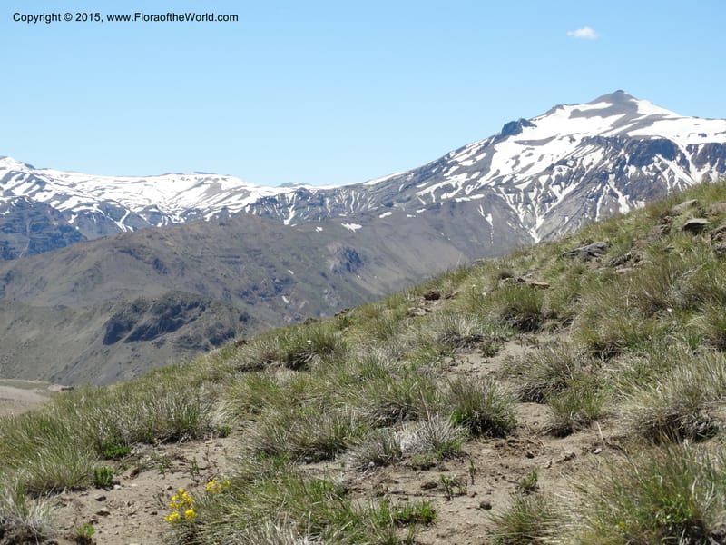 Chile. Ruta 115, to Laguna del Maule. 24 Nov 2014. DSC07486 (454).JPG
