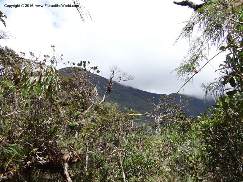 Ecuador. Loja. Podocarpus NP. Cajanuma. 29 Sep 2012. DSC05265 (344).JPG