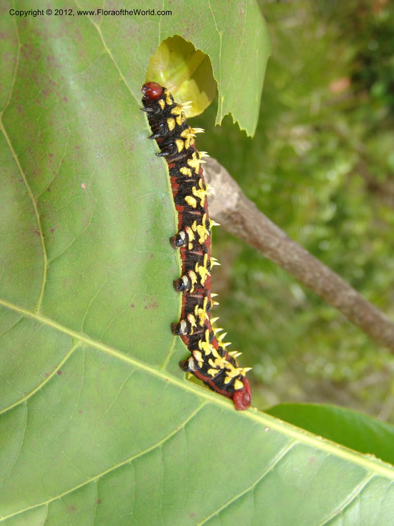 Caterpillar on Terminalia catappa--Madag. Antsir. Nosy Be. Lokobe Forest. 15 Nov 06. 094.jpg