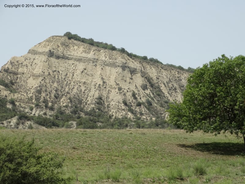 Georgia (Caucasus. Kakheti Region. (Kiziki). Toward Vashlovani. 6 Jun 2014. DSC07328 (84).JPG