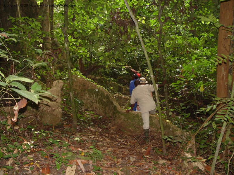 Cameroon. Bimbia Mangrove Nat. Trail. 8 Dec 03. 022.jpg