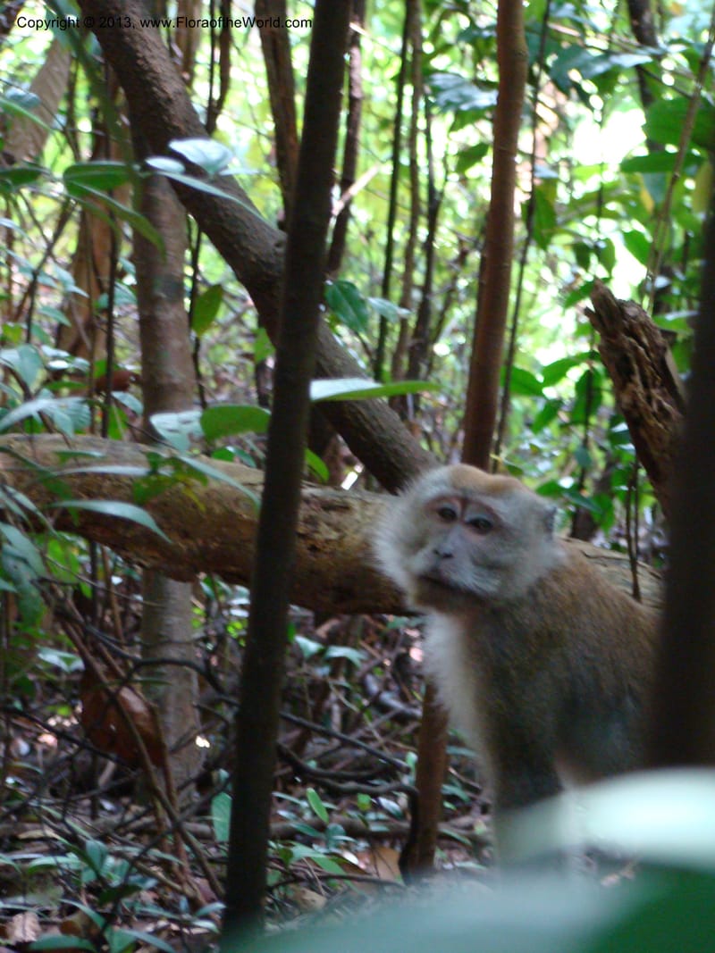 Singapore. Bukit Timah Reserve. 8 Mch 08. 089.jpg