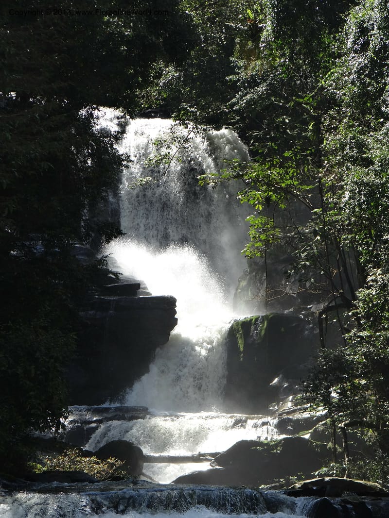 Thailand. Chiang Mai Prov. Doi Inthanon Nat. Park. 9 Nov 2012. DSC08345 (32).JPG
