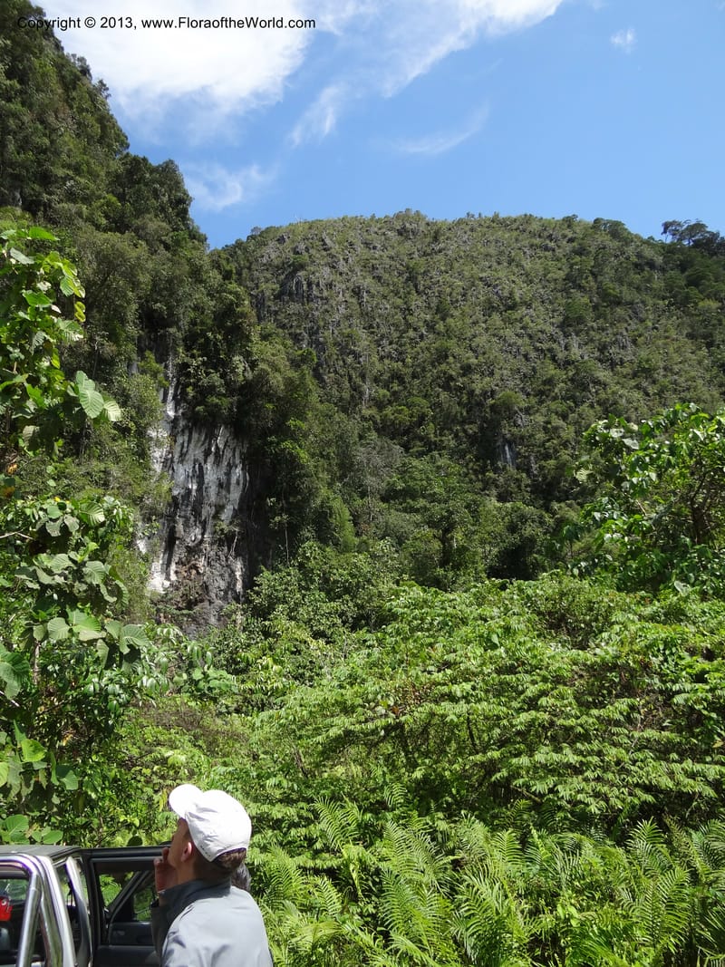 Gunong Fairy. Sarawak. 27 Mar 2012. DSC05521 (4).JPG