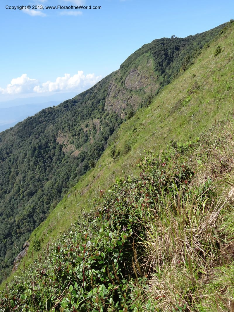 Thailand. Chiang Mai Prov. Doi Inthanon Nat. Park. 8 Nov 2012. DSC07747 (62).JPG