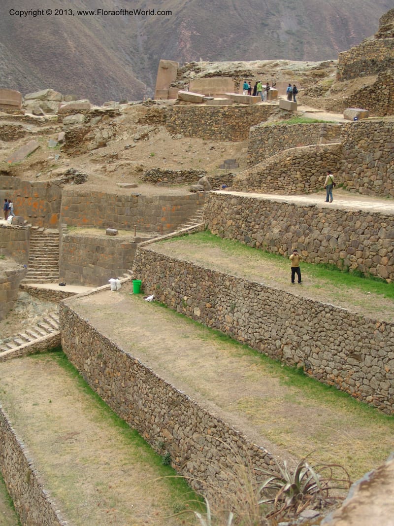 Peru. Ollantaytambo. 22 Oct 07. 015.jpg