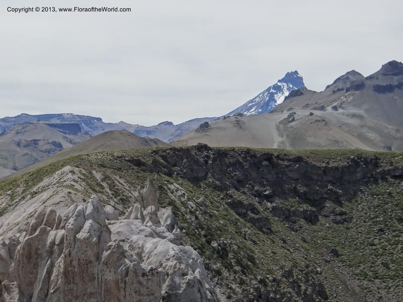Chile. Cta. 115. 2.6 km W of La Laguna. 22 Feb 2013. DSC02735 (2).JPG