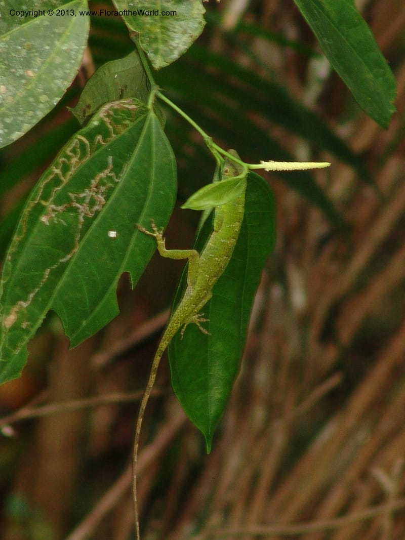 Lizard--Bolivia.  Pq. Nal. Madidi. Chalalan, Sendero sin nombre. 24 Sep 06. 231.jpg