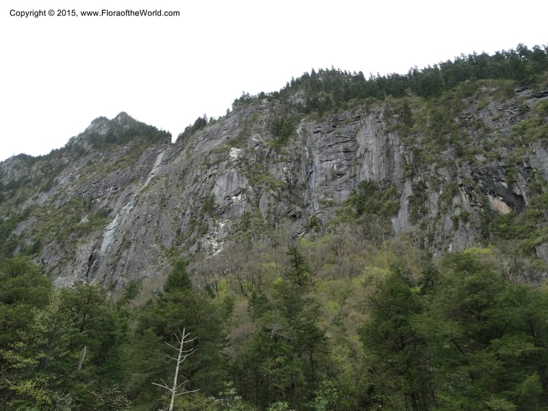 China. Sichuan. XiaYingShan to XiangZhai. 10 May 2014. DSC05109 (263).JPG