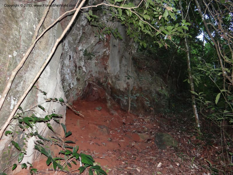 Thailand. Surat Thani Prov. Khlong Phanom Nat. Park. 15 Nov 2012. DSC09389 (47).JPG