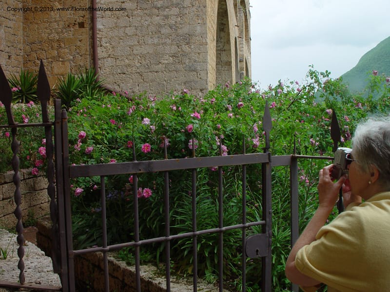 Rose garden. Upper monastery, Subiaco. Abruzzo, Italy. 11 Ma.jpg