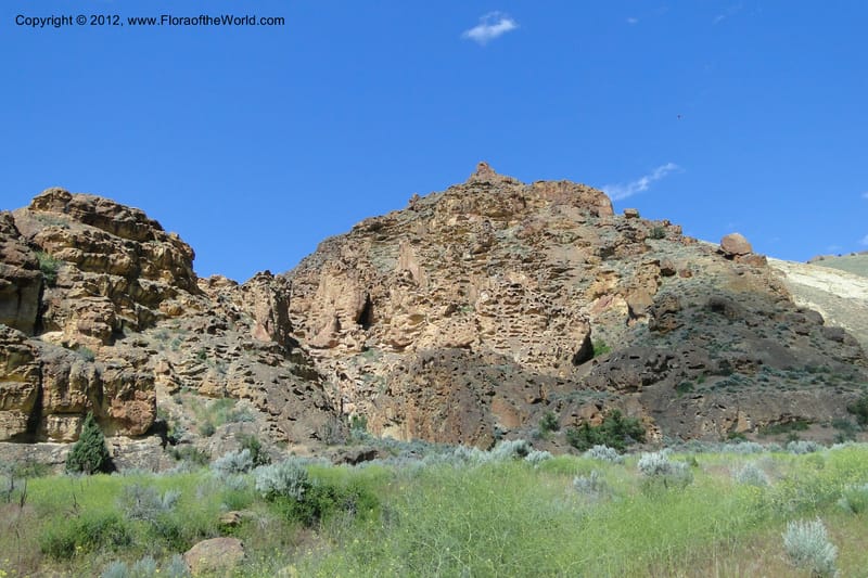 Oregon. Malheur Co. Leslie Gulch. 30 June 2011. 294.jpg