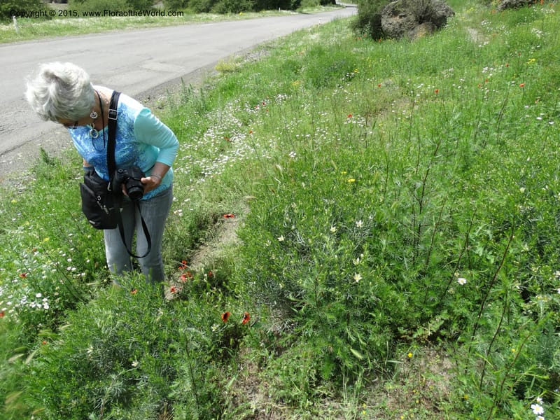 Georgia (Caucasus). Rustavi Village. 5 Jun 2014. DSC07073 (73).JPG