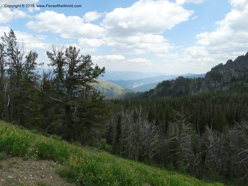 ID. Idaho Co. Seven Devils Camp Ground. 15 Jul 2014. DSC00113 (42).JPG