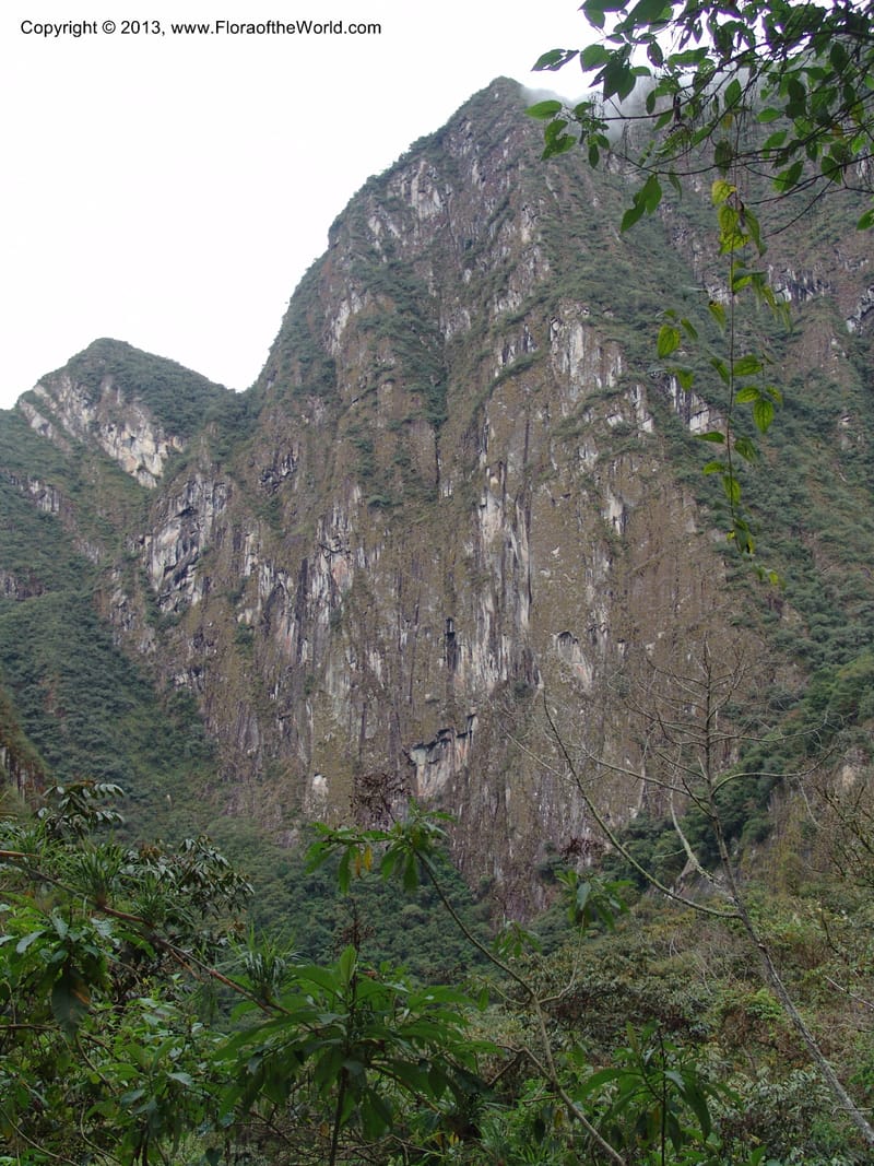 Peru. Macchu Pichu. 23 Oct 07. 313.jpg