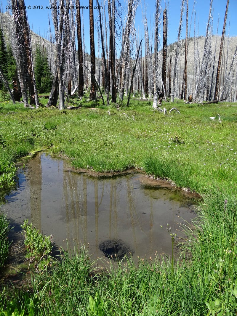 ID. Idaho Co. Josephine Lake. 1 Aug 2012. DSC03965 (133).JPG